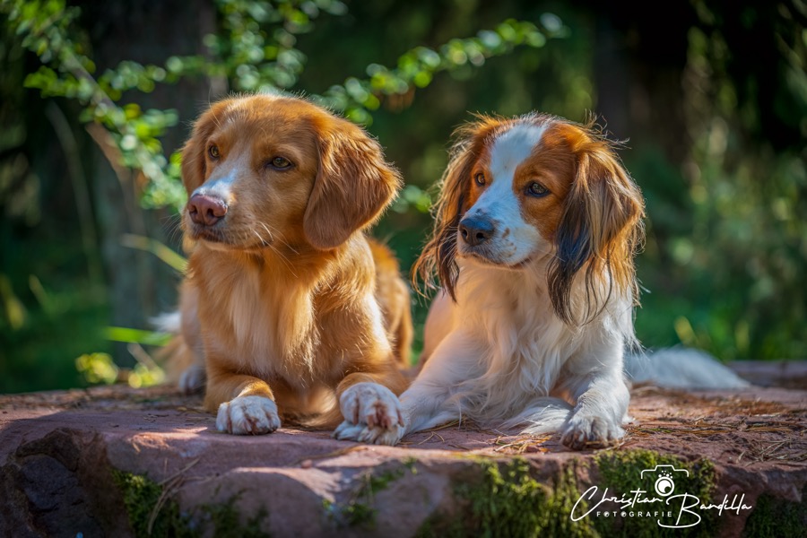 Tier Portrait